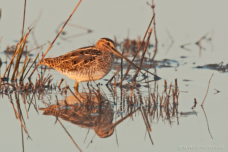 Beccaccino (Gallinago gallinago)